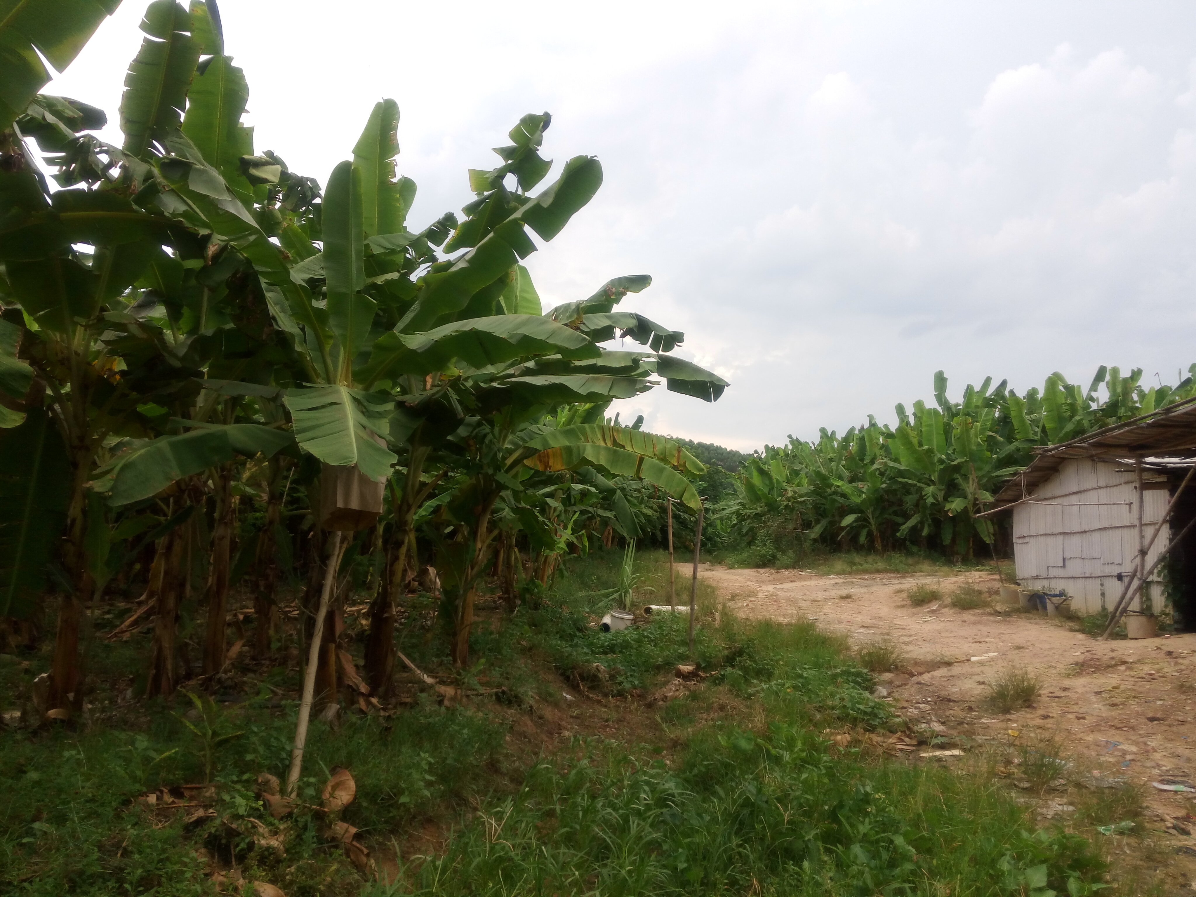 海南乐东县抱由镇附近400亩种植香蕉地出租